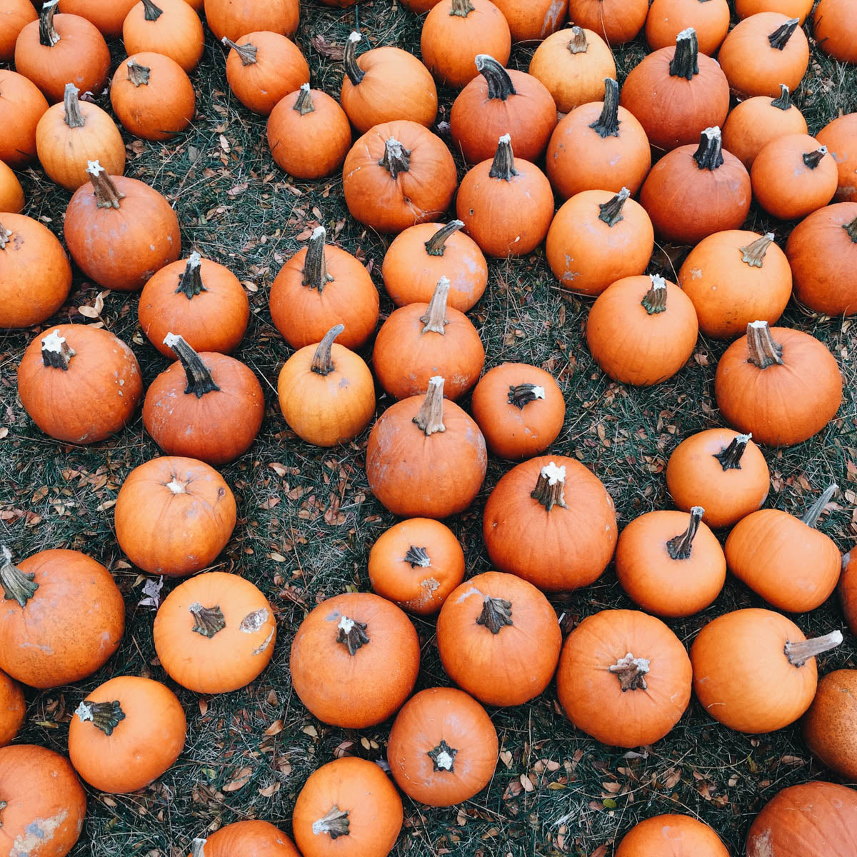 Pumpkins at the pumpkin patch